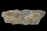 Fossil Lycopod Tree Root (Stigmaria) - Kentucky #160235-1